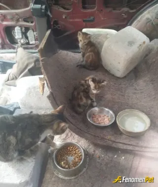 Sokak hayvanı besleme: Bahçedeki eski arabanın içinde doğurmuş iki yavru ona bakıyoruz bütün apartman 😁