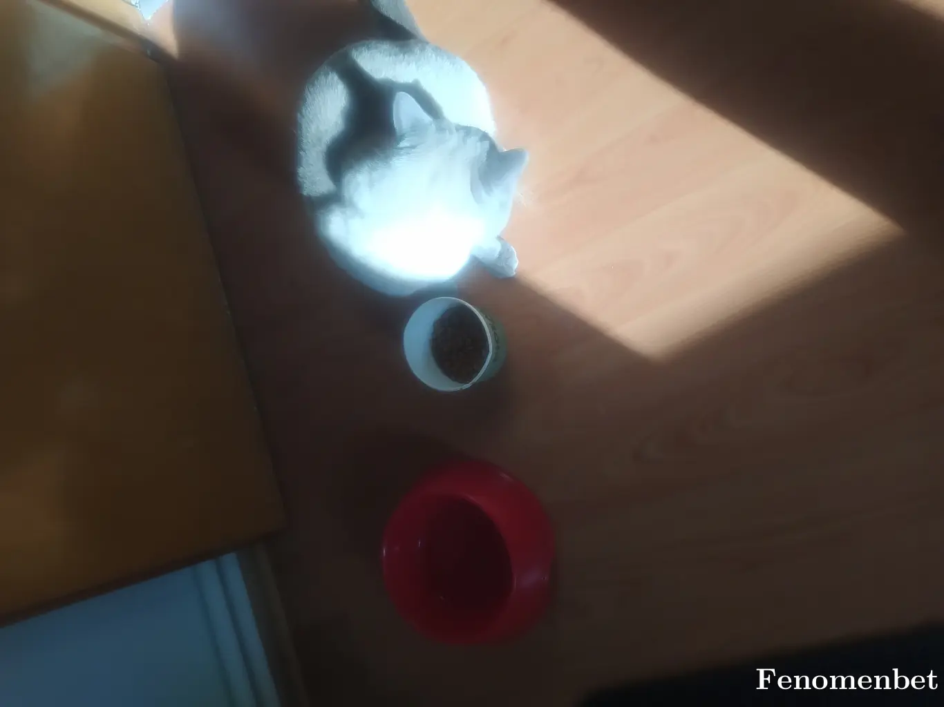 1teksen tarafından paylaşılan fotoğraf