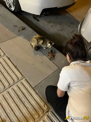 Sokak hayvanı besleme: Şok marketten ıslak kedi maması aldım gel pisi pisi diyince etrafımızdaki bir kaç kedi geldi kaldırıma döktüm