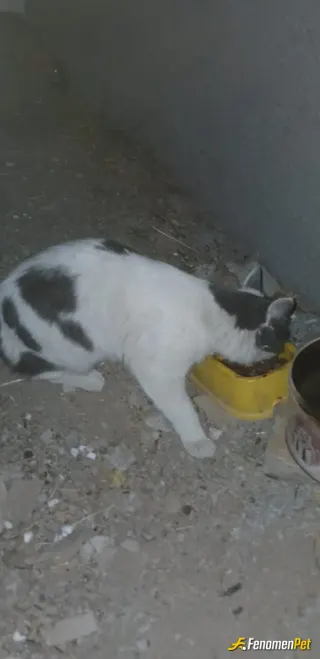 Sokak hayvanı besleme: Keşke hepsine yetebilsek