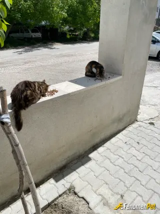 Sokak hayvanı besleme: Evimin önündeki kedilerim