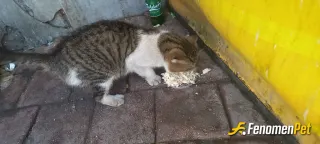 Sokak hayvanı besleme: Severek beslerim.