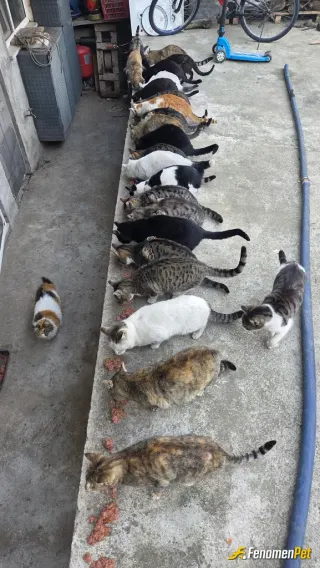 Sokak hayvanı besleme: Konteyner kentte beslediğim 20 den fazla yavru var. Canlar bize emanet