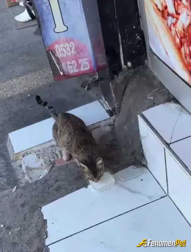 Sokak hayvanı besleme: Bizim sokağın kedisi
