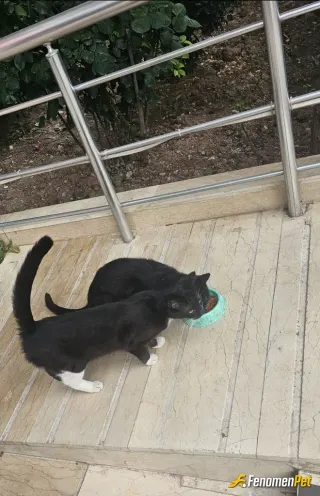 Sokak hayvanı besleme: Marketten kedi maması alıp onlara veriyorum.
