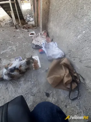 Sokak hayvanı besleme: Evin karşı kaldırımındaydı. Merdiven altında yer yaptık ona. Artık yeni evi orası. #fenomenpet