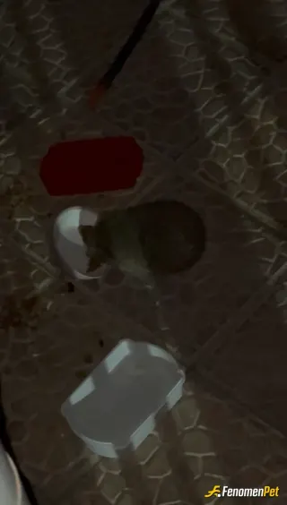 Sokak hayvanı besleme: Herkes kedi atıyor bu da apartmanımızın kirpisi kedilere koyduğum mamayı önüne koyunca keyifle yedi:)