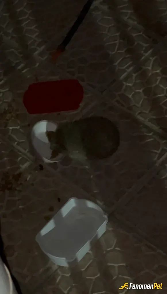 Sokak hayvanı besleme: Herkes kedi atıyor bu da apartmanımızın kirpisi kedilere koyduğum mamayı önüne koyunca keyifle yedi:)
