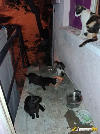 Sokak hayvanı besleme: Yıllardır Mahallemde, belediyenşn sokakta süpürge yapan personeliyim hergün sayıları15 ile 20 yi bulan pati