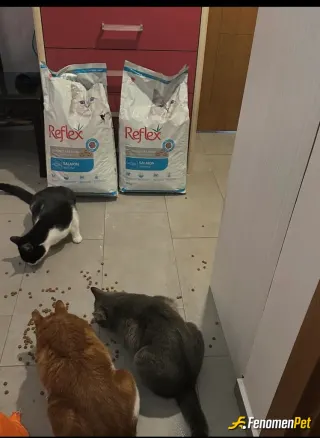 Sokak hayvanı besleme: Devamlı gelirler dükkanın içine benden mama beklerler ☺️☺️