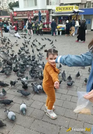 Sokak hayvanı besleme: sadece kedi ve köpekten ibaret değiliz bu canlarda bizden yardım istiyorlar duyarsız kalmayalım lütfen🥰