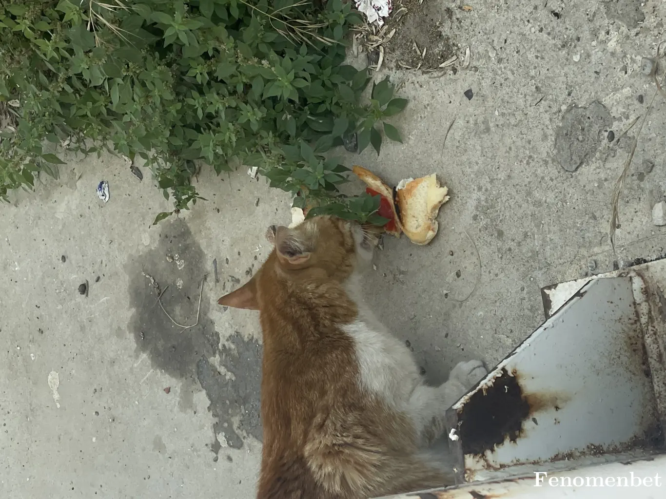 Nefff00 tarafından paylaşılan fotoğraf