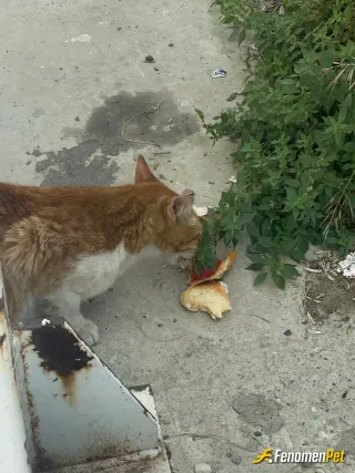Sokak hayvanı besleme: Canlarım benim