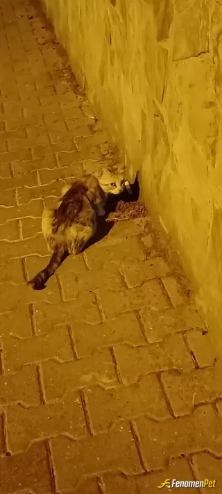 Sokak hayvanı besleme: Gece mesaisi küçük