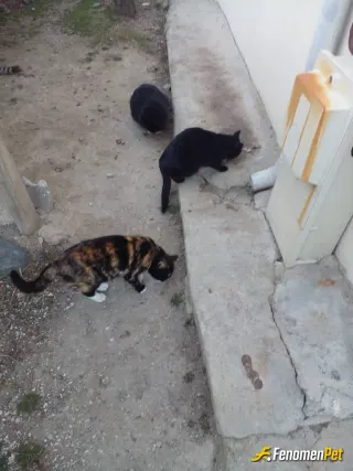 Sokak hayvanı besleme: Sessiz kullar🥰