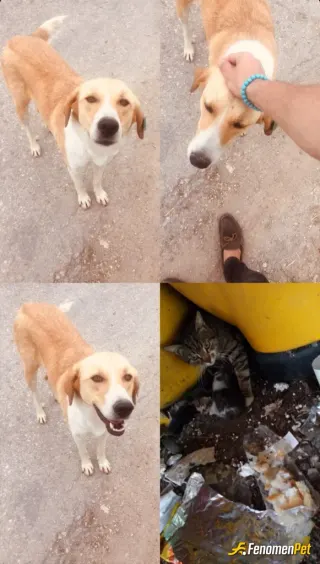 Sokak hayvanı besleme: #Fenomenpet #Fenomenbet başta ürkekti ama alıştı :)