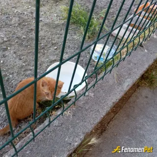 Sokak hayvanı besleme: Ona güzel bir yuva yapmaya çalıştım kendimce <3