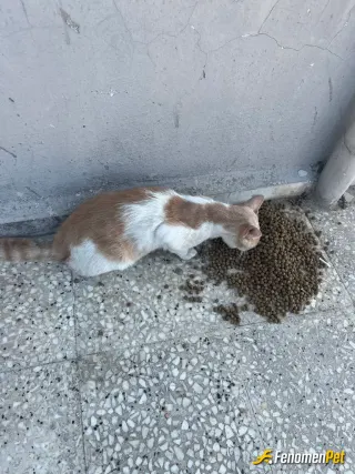 Sokak hayvanı besleme: Mama ve su ihtiyaçlarını gidererek