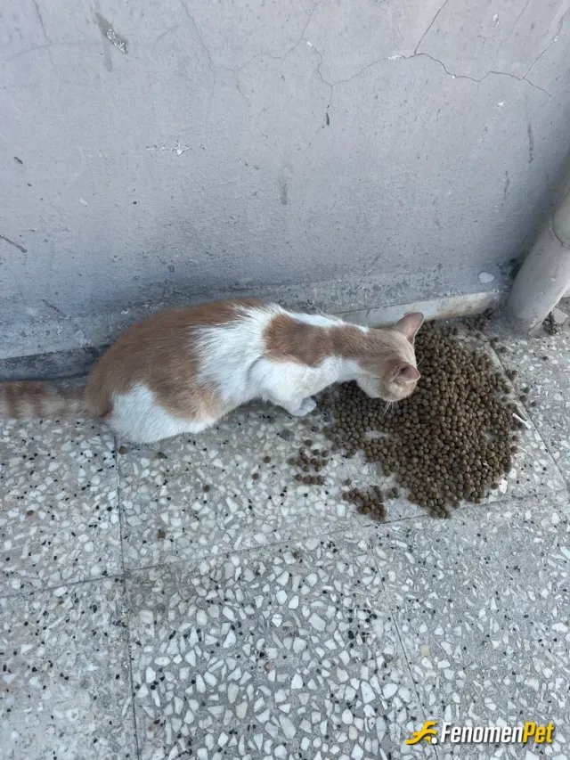 Sokak hayvanı besleme: Mama ve su ihtiyaçlarını gidererek