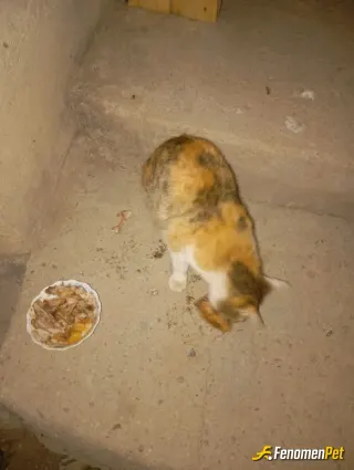 Sokak hayvanı besleme: Hep birlikte yapalım ki onlarda bizle beraber yaşasın ♥️