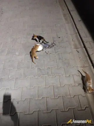 Sokak hayvanı besleme: 3 sokak kedisi ne bakiyim