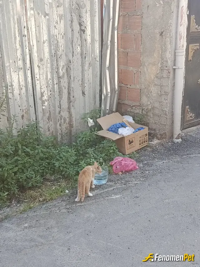 Sokak hayvanı besleme: Çok acıkmış ve susamış yavrucuklar :)