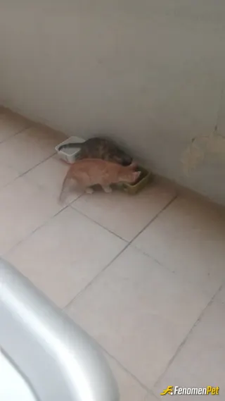 Sokak hayvanı besleme: Devaamli mama ve su yardımı yapiyorum