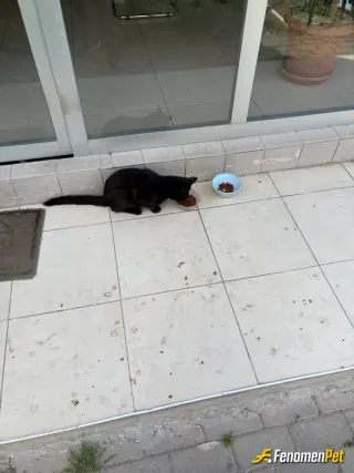 oozbil sokak hayvanını beslerken çektiği fotoğraf