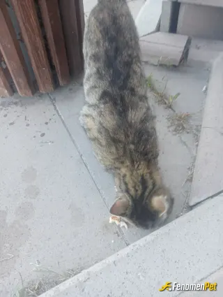 Sokak hayvanı besleme: Sabah kahvaltı ortagim