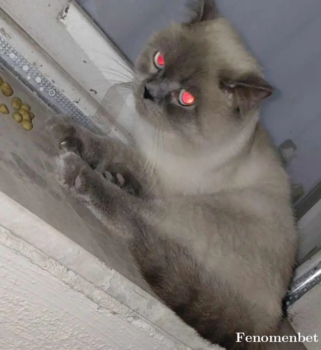 Nestkot6767 tarafından paylaşılan fotoğraf