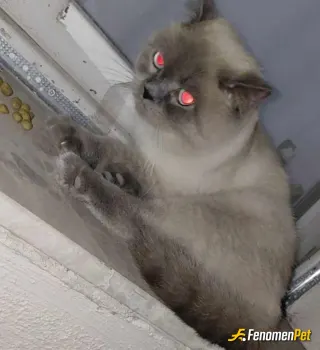nestkot6767 sokak hayvanını beslerken çektiği fotoğraf