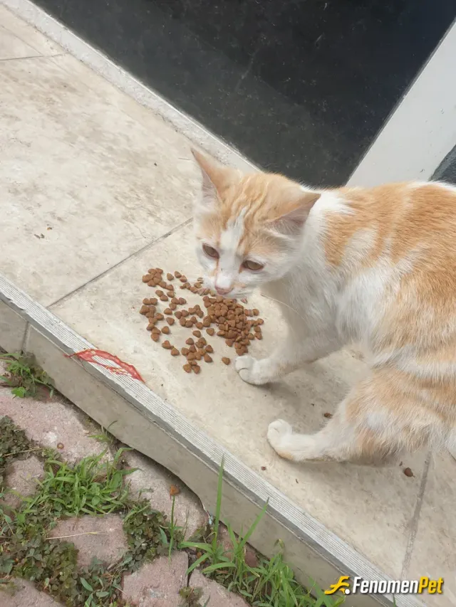 Sokak hayvanı besleme: Dükkanımın önüne gelen her hayvana mama veriyorum