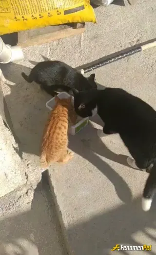 Sokak hayvanı besleme: köydeki evimizde 4 tane kedi besliyorum hepsini sokaktan perişan haldeyken buldum şükür şimdi hepsi iyi #fenom