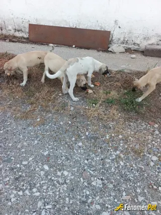 Sokak hayvanı besleme: Küçük misafirlerin karnını  doyurdum..!