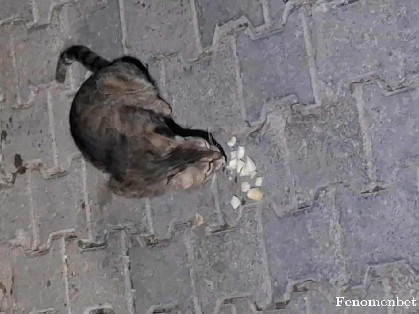 İsmail123 tarafından paylaşılan fotoğraf