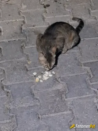 Sokak hayvanı besleme: Sokakta peynir vererek besledim