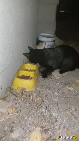 Sokak hayvanı besleme: Kuru mama verdim