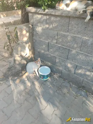 Sokak hayvanı besleme: Dünyayı güzelleştiren en güzel varlıklar bu sıcak havada bol bol su vermemız gerekıyo ❤❤