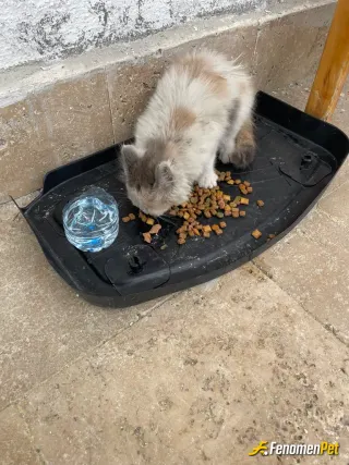 Sokak hayvanı besleme: İş yerimdeki kedi
