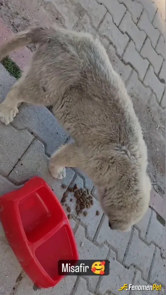 Sokak hayvanı besleme: Her can bizim canımız 🐕 #fenomenpet #fenomenbet kazanırsam yine kazandığım paraya mama alıp sokak canlarımıza
