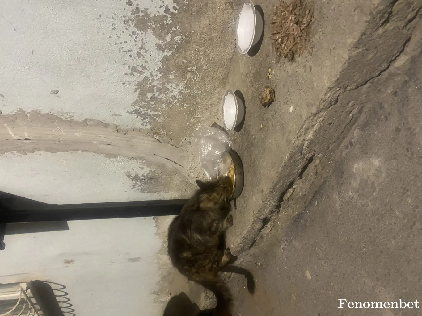 Easeease tarafından paylaşılan fotoğraf