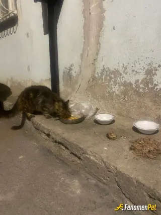 Sokak hayvanı besleme: #Fenomenpet umudun adı