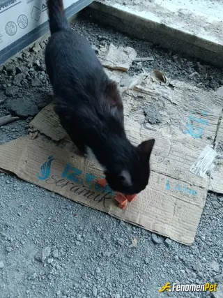 Sokak hayvanı besleme: Kedicik