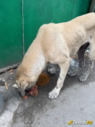 Sokak hayvanı besleme: Sokak hayvanlarını yalnız bırakmayalım