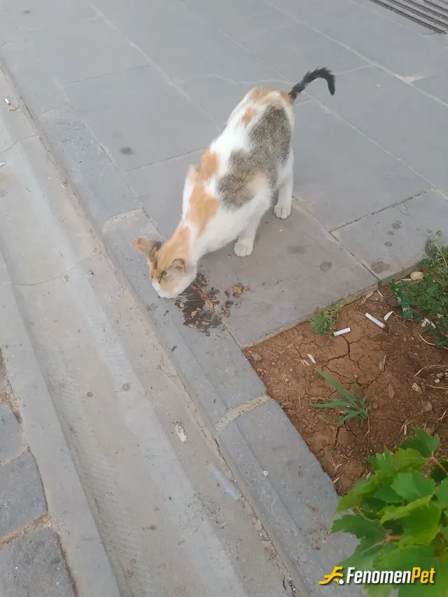Sokak hayvanı besleme: Gerçek dostluk bazen dört patiyle gelir."