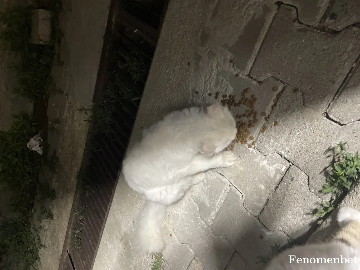 okncakili tarafından paylaşılan fotoğraf