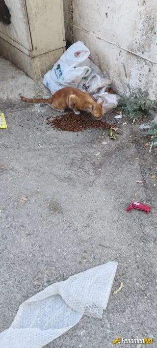 Sokak hayvanı besleme: Mahallede canları besliyoruz