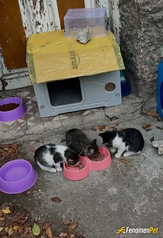 Sokak hayvanı besleme: Bunlar 1ay once benim evime gelip misafir oldular artik bunlar benim can dostlarimdir iyiki varlar