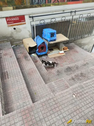 Sokak hayvanı besleme: İş yerimizin karşında belediyenin yaptırdığı kedi evlerinde mama ve su veriyoruz