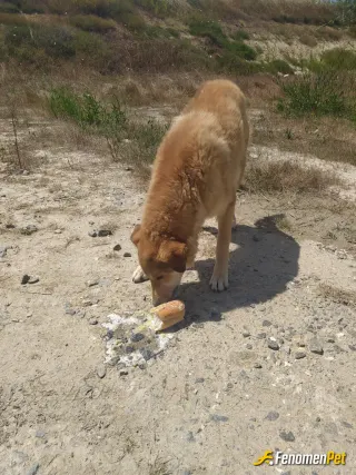 Sokak hayvanı besleme: .....